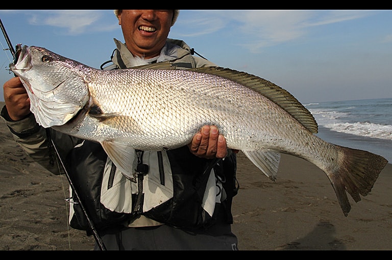 オオニベの特徴 釣魚図鑑 特徴 仕掛け さばき方 Honda釣り倶楽部 Honda