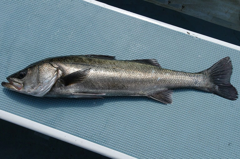 スズキの仕掛け エビ撒き釣り フライ ルアー 釣魚図鑑 特徴 仕掛け さばき方 Honda釣り倶楽部 Honda