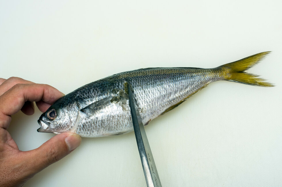 タカベのさばき方 3枚おろし 刺し身 塩焼き用の下処理 釣魚図鑑 特徴 仕掛け さばき方 Honda釣り倶楽部 Honda