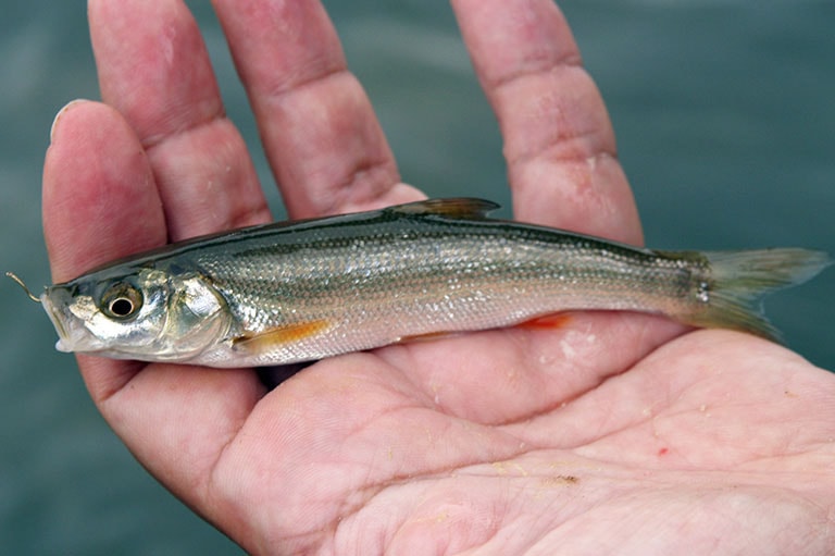 ウグイの仕掛け ピストン釣り ミャク釣り 釣魚図鑑 特徴 仕掛け さばき方 Honda釣り倶楽部 Honda公式サイト