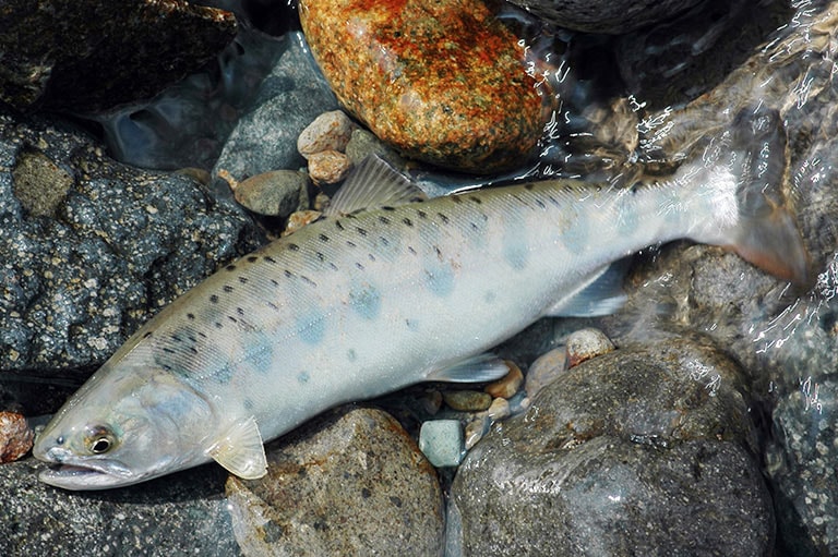 ヤマメの仕掛け フライ テンカラ ルアー エサ釣り 釣魚図鑑 特徴 仕掛け さばき方 Honda釣り倶楽部 Honda