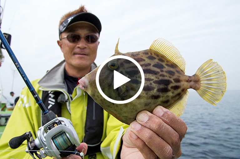 カワハギ釣り入門講座／エサ（アサリ）の付け方 - Filefish