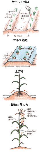 トウモロコシ