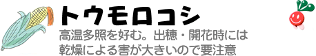 トウモロコシ