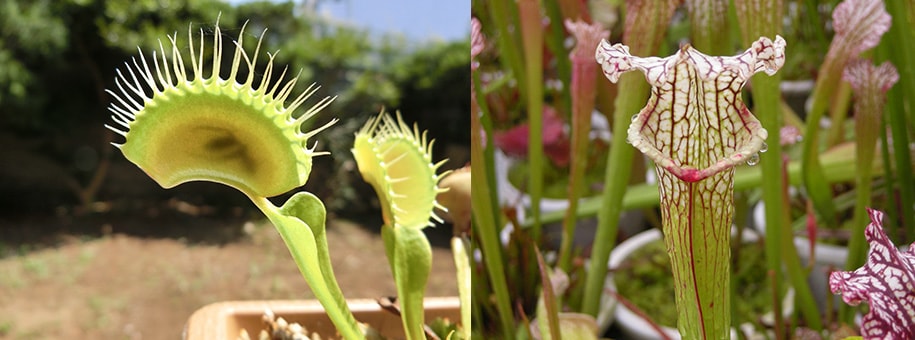 口をあけて君を待っている 美しく あやしい 食虫植物 の魅力 Honda Kids キッズ Honda