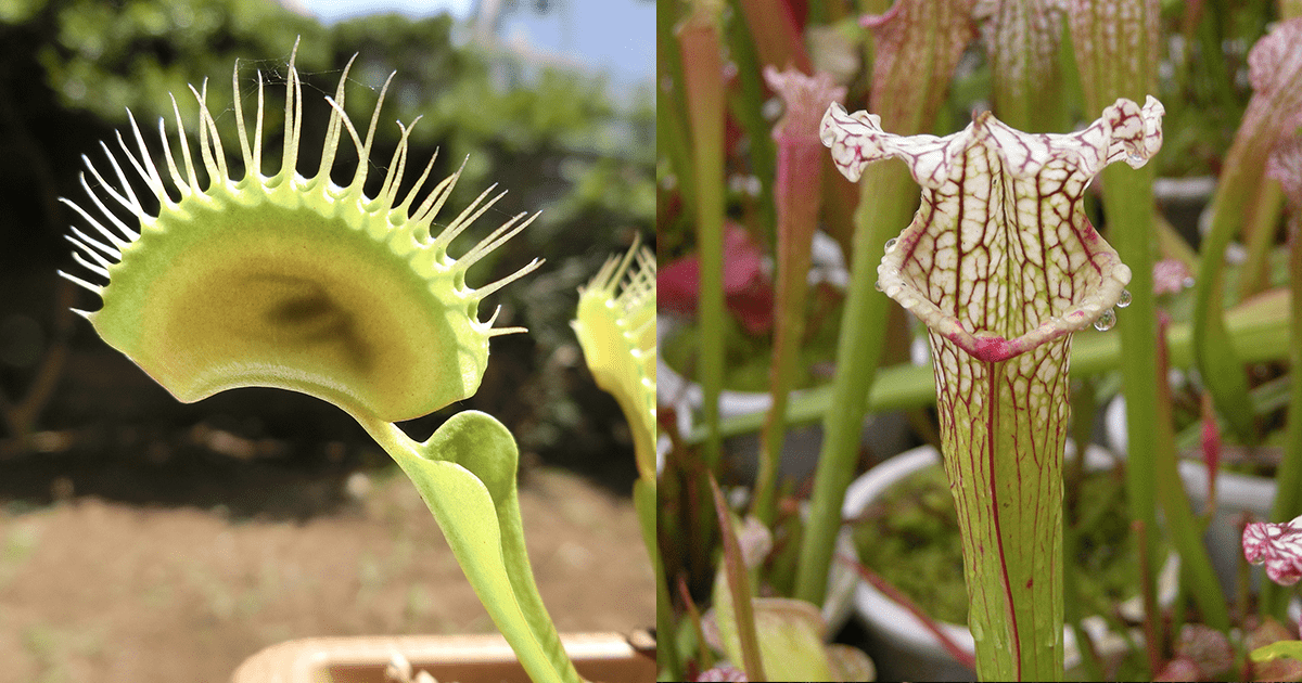 口をあけて君を待っている 美しく あやしい 食虫植物 の魅力 Honda Kids キッズ Honda