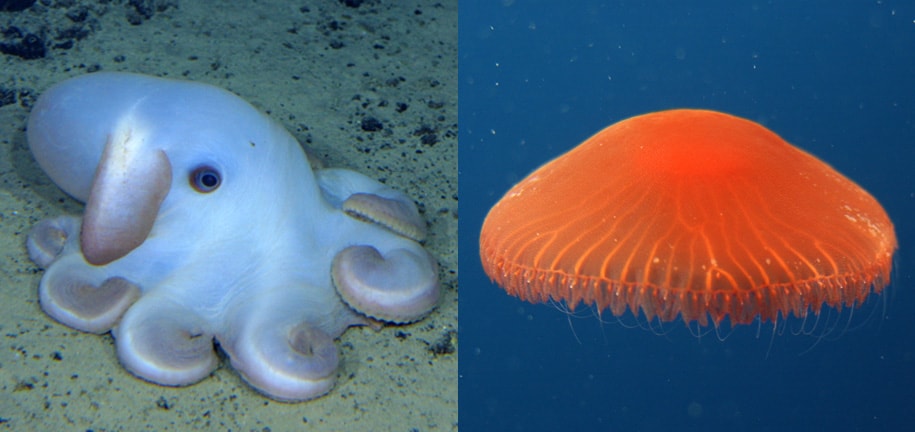 深海ってどんな場所 マイペースにくらす深海生物のふしぎな生態 Honda Kids キッズ Honda