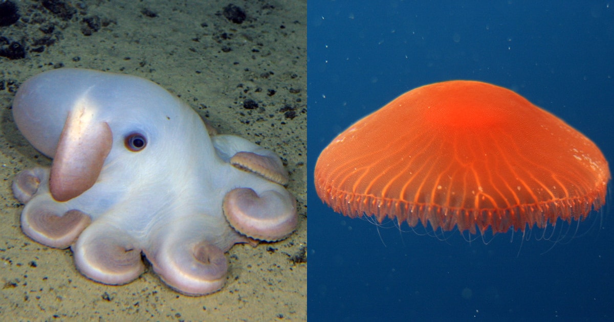 深海ってどんな場所 マイペースにくらす深海生物のふしぎな生態 Honda Kids キッズ Honda