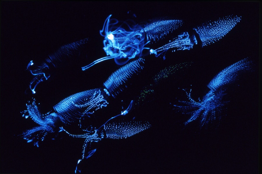 魚津水族館（富山県）