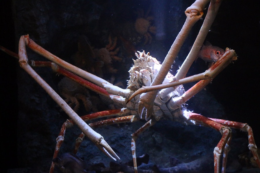 蒲郡市竹島水族館（愛知県）