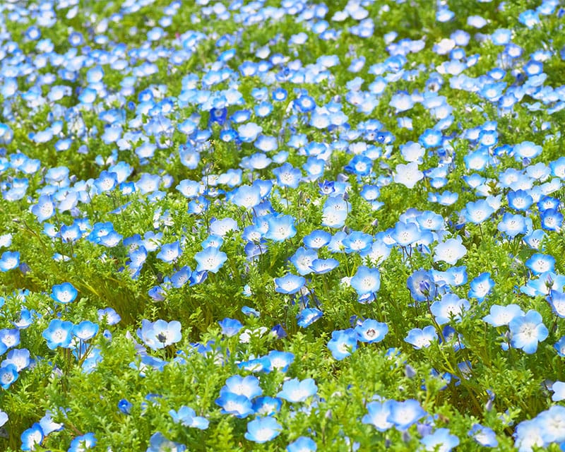 自然界に赤い花は少ない？ 白い花の本当の色って？ 花の色のふしぎ