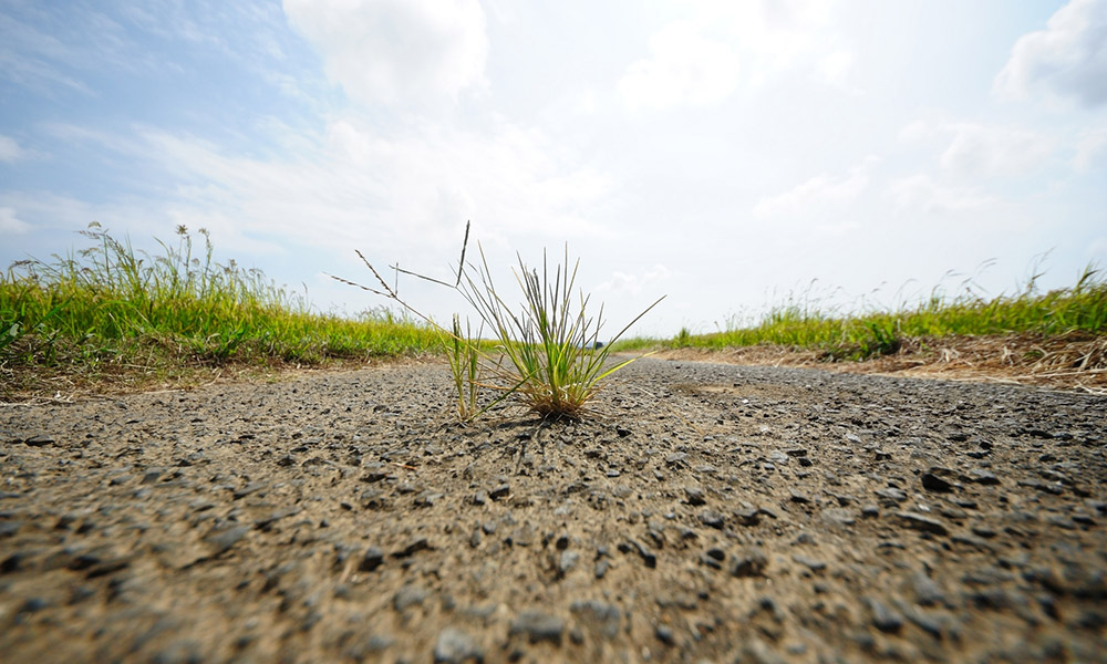 雑草はがまんしない？ 争わない？ 踏まれても気にしない雑草のふしぎ