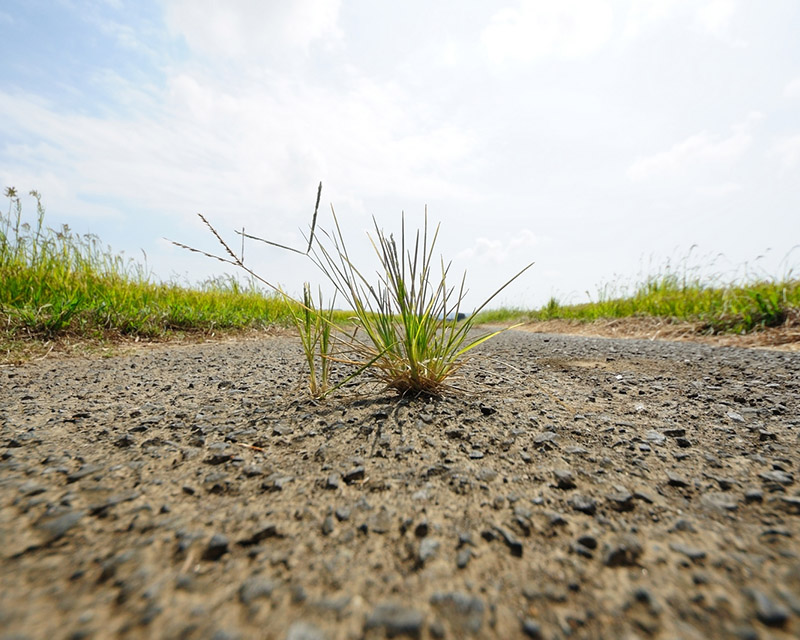 雑草はがまんしない？ 争わない？ 踏まれても気にしない雑草のふしぎ