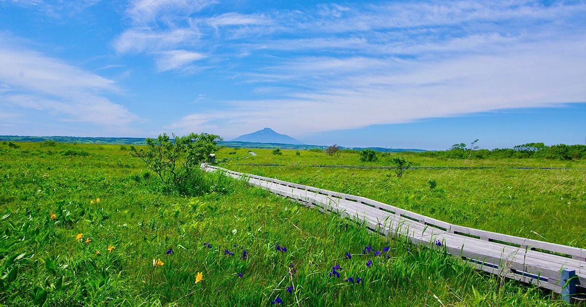日本人の心のふるさと 水をたたえた草原 湿原 のふしぎとナゾ Honda Kids キッズ Honda公式サイト