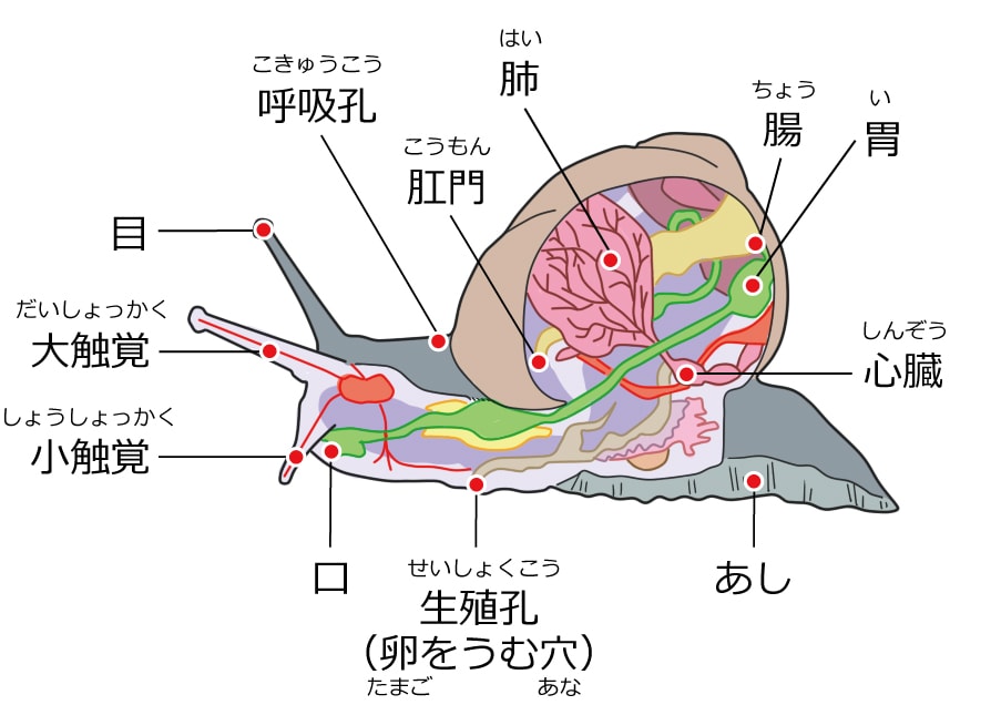 カタツムリはヒトとちがって、食もつせんい（＝セルロース）も消化（しょうか）（＝ぶんかい）することができますが、色素（しきそ）を消化（しょうか）することができません。だから、カタツムリは食べたものの色素（しきそ）がのこったままのフンを出しますが、ヒトよりもムラがなく見えます。