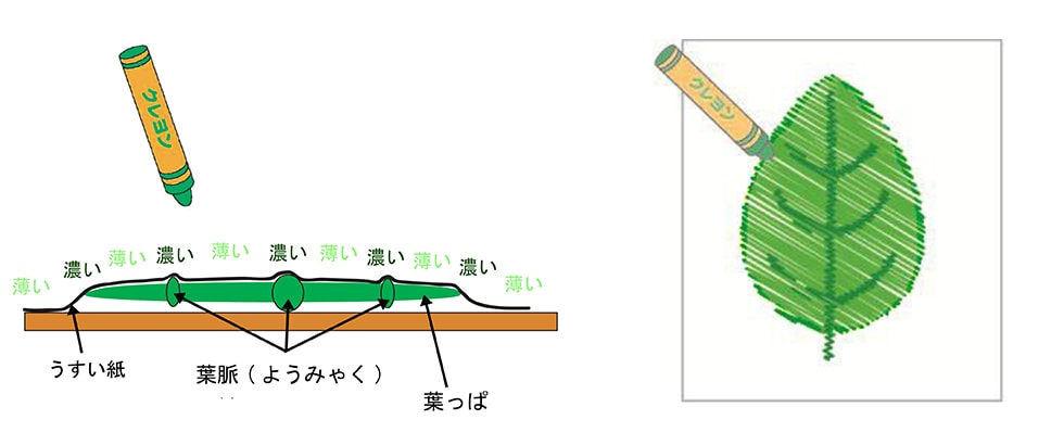 水分やえいようをはこぶ葉脈(ようみゃく)がデコボコしているので、はっぱのかたちをうつすことができる