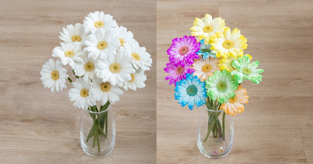 自由研究】白い花が色づく魔法 | Honda Kids（キッズ）