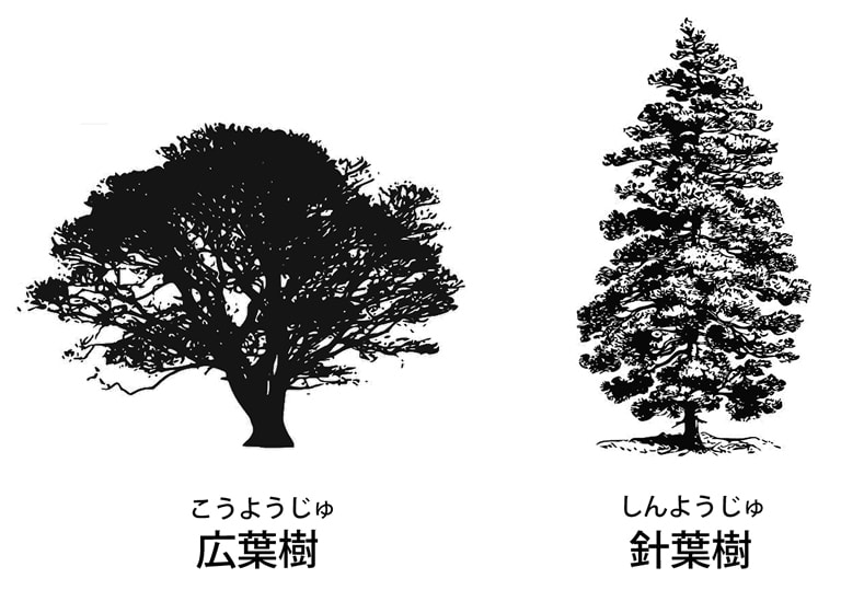 広葉樹(こうようじゅ)と針葉樹(しんようじゅ)のちがい