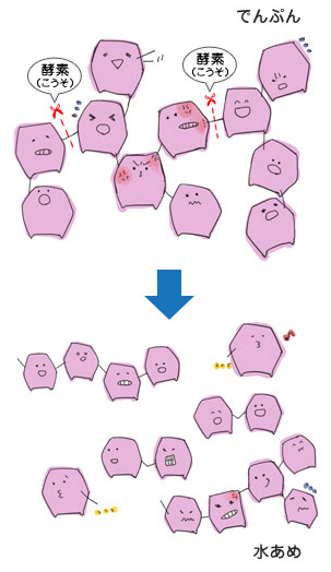 でんぷんが糖になるしくみ