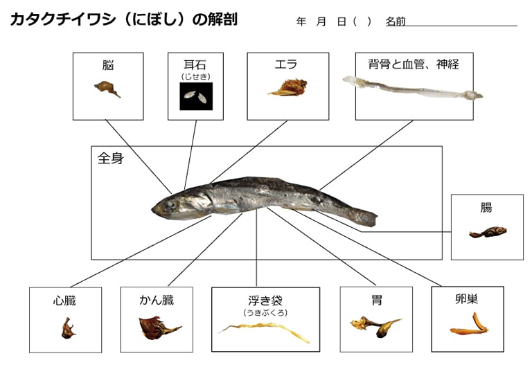 部位ごとにはずしたら、木工用ボンドで各臓器を紙にはって、標本をつくろう。サイズのわかるものをいっしょに写し込むといいよ。部位（組織・臓器）ごとに気づいたことを書き出して、それぞれの機能をインターネットや本で調べてまとめよう。衛生的に取り扱えば、１で残った水は出汁（だし）として使えるし、標本に使わなかった部分（特に筋肉）はすべて食べられるよ。命をいただいたらそれを活（生）かしたいね。