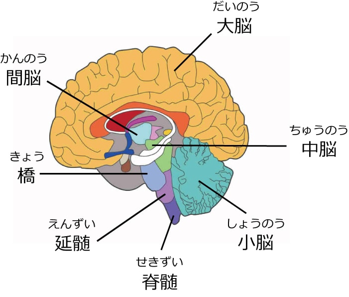 割合はちがえども、部位別に見るとヒトもイワシもよく似ています。でも、それぞれの生活環境（かんきょう）に応じて生命を維持（いじ）するために、それぞれに適した大きさや形になっています。