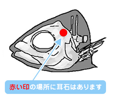 サカナは、炭酸カルシウムでできた“石”で、バランスを保っている