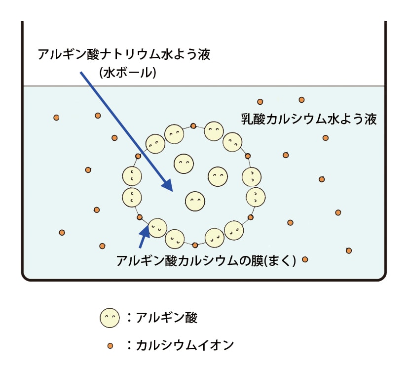 皮膜ができるしくみ