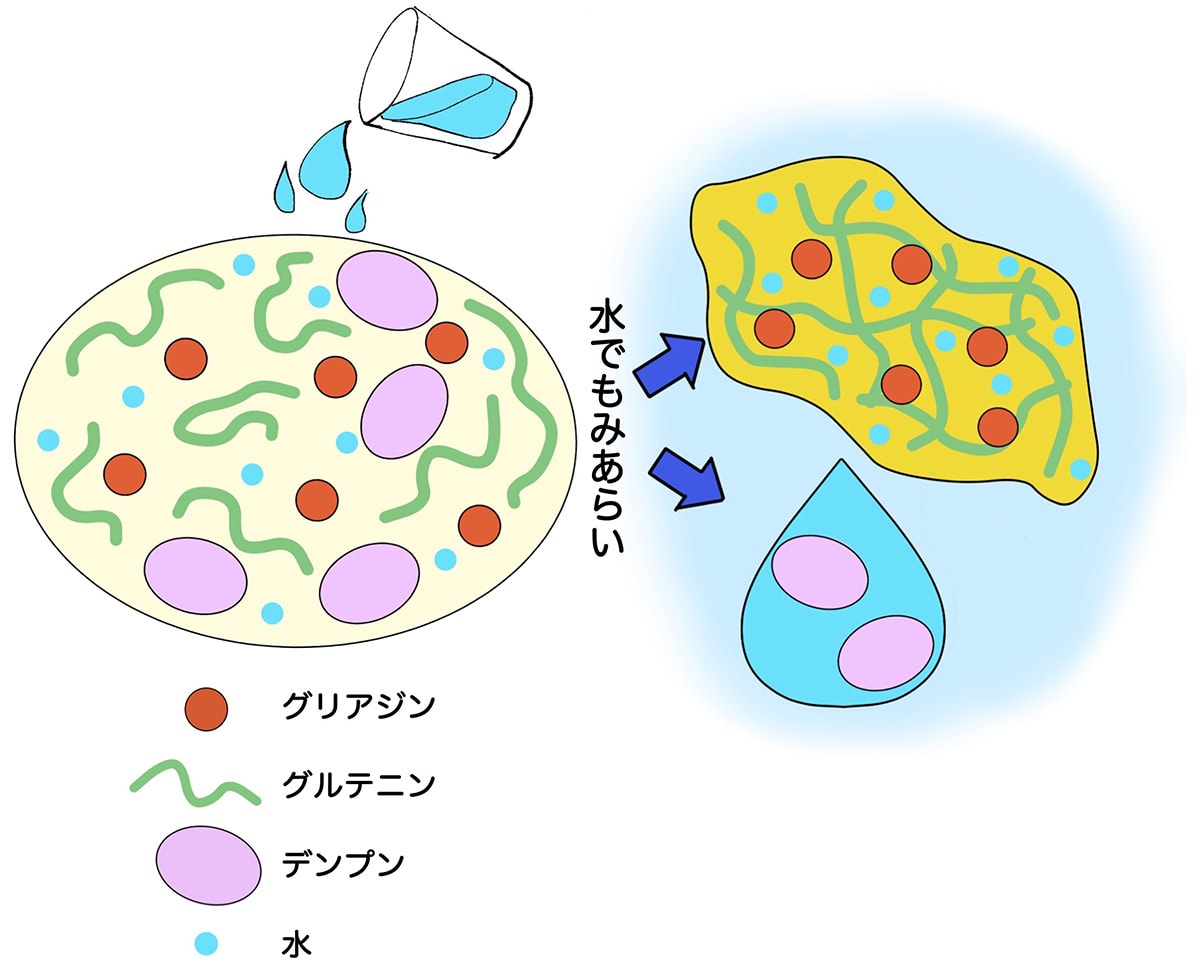 モチモチ感の正体はグルテン