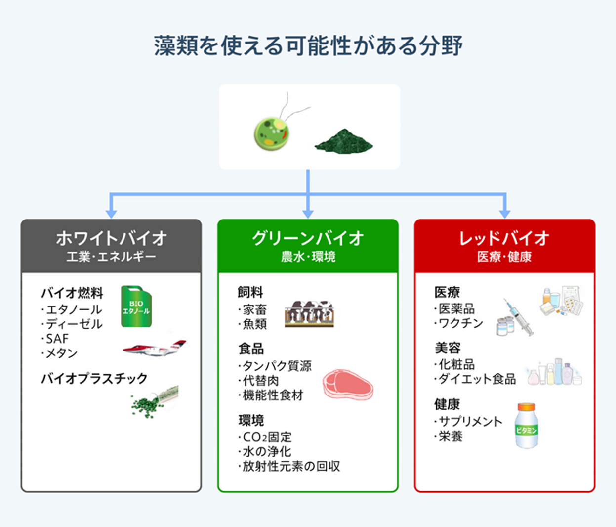 藻類を使える可能性がある分野