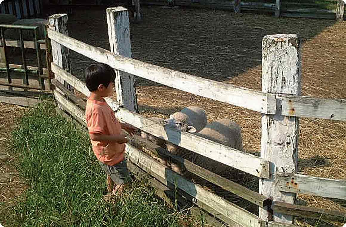 牧場で飼育されているヒツジ。見学は自由にできる