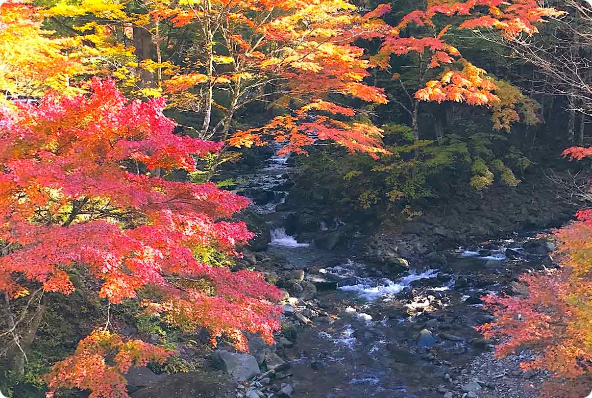 E5エリア。川のせせらぎとともに極上の紅葉をどうぞ