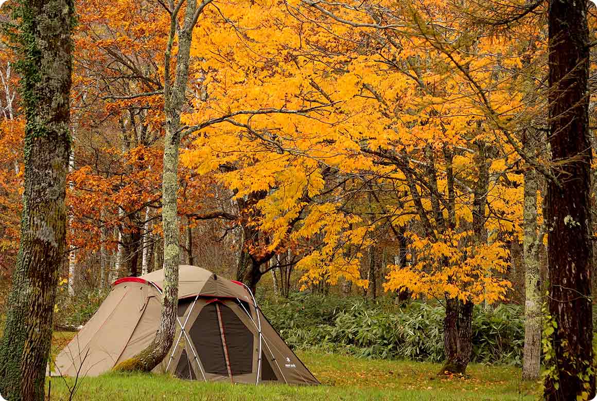 紅葉シーズンのフリーサイト。広大な場内でゆったりとキャンプ