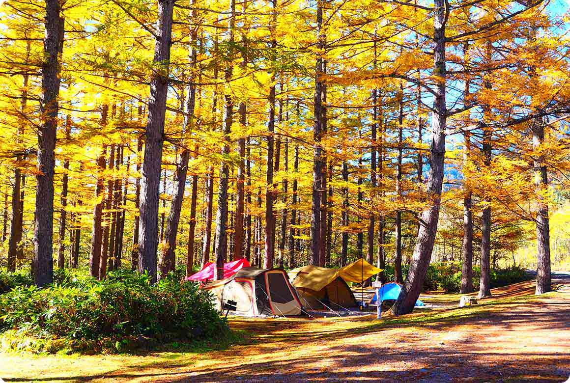 カラマツが黄色に色づく秋のキャンプサイト