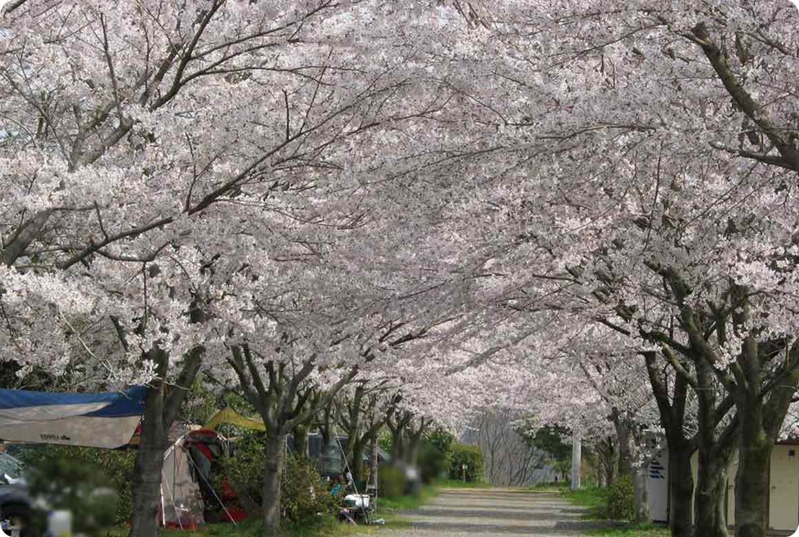 見事に咲き誇る桜は、一部のキャンプサイトから間近に見ることができる