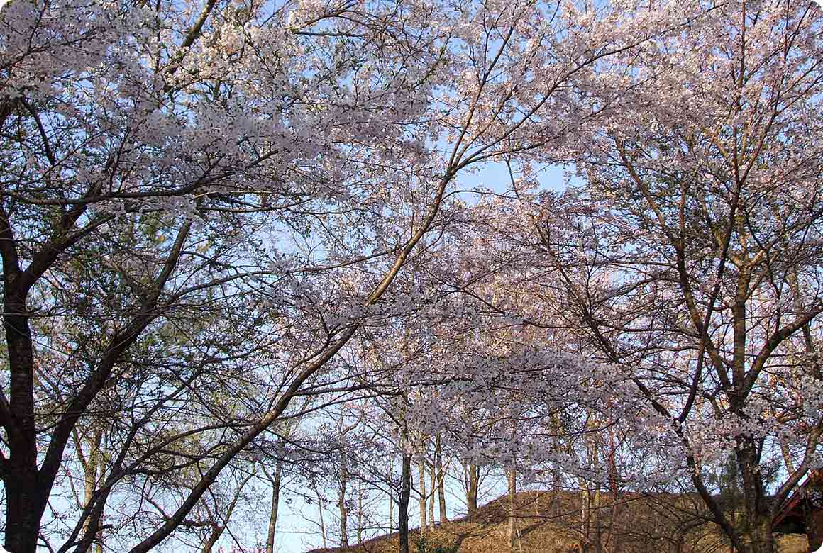 場内に咲き誇る桜の木