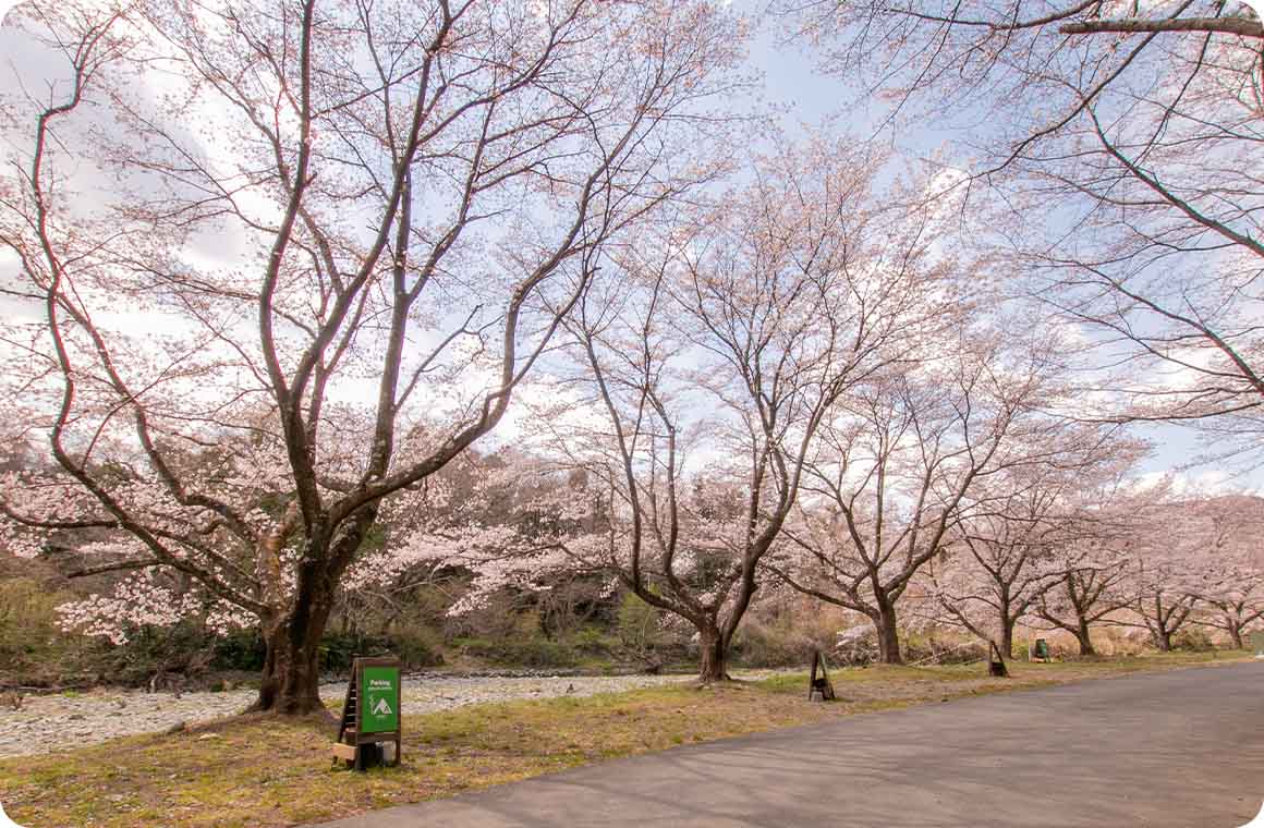 場内には立派な桜の木が多数。各キャンプサイトには専用の桜が付きます