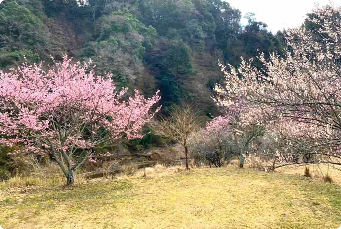 開放的なFサイトあたりは河津桜の近くでキャンプができる