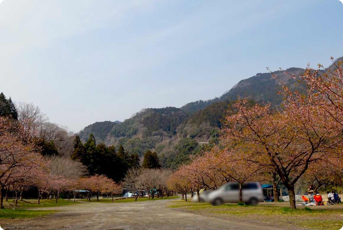 広大な場内には広範囲に桜が植えられています