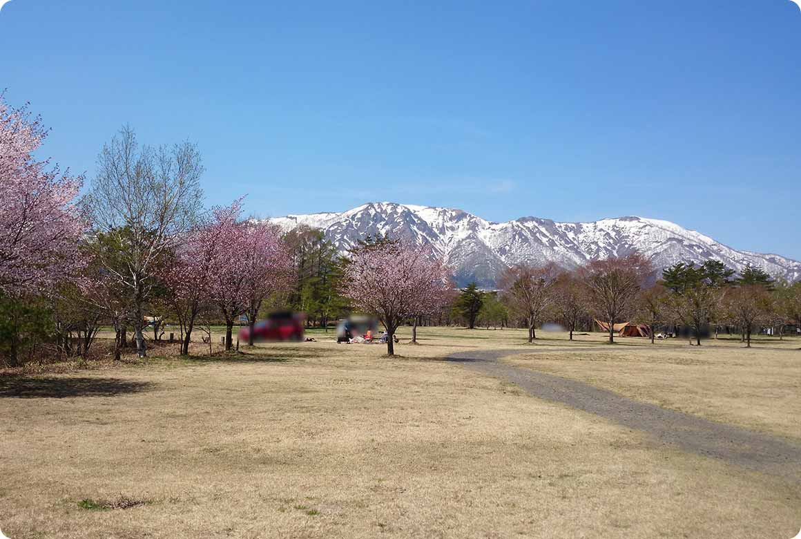 春を迎えたキャンプサイトの様子。桜と残雪のある山のコントラストが美しい
