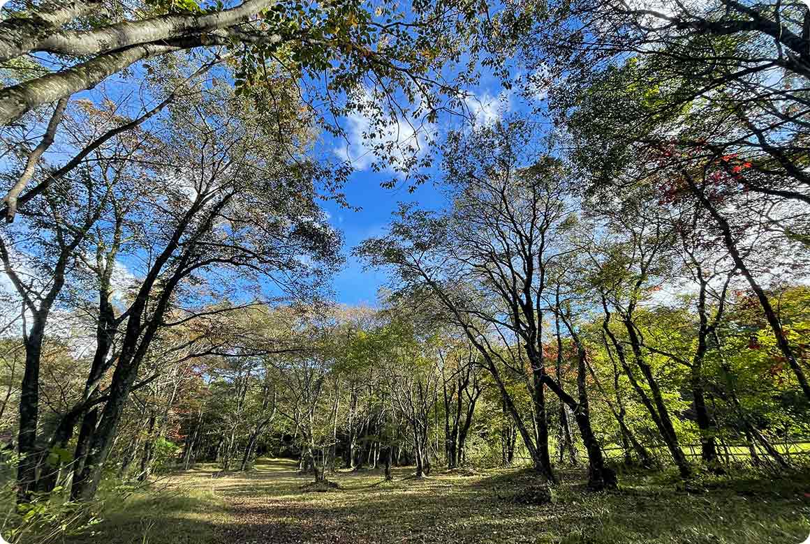 キャンプ場の奥には野趣あふれる林間エリアもある