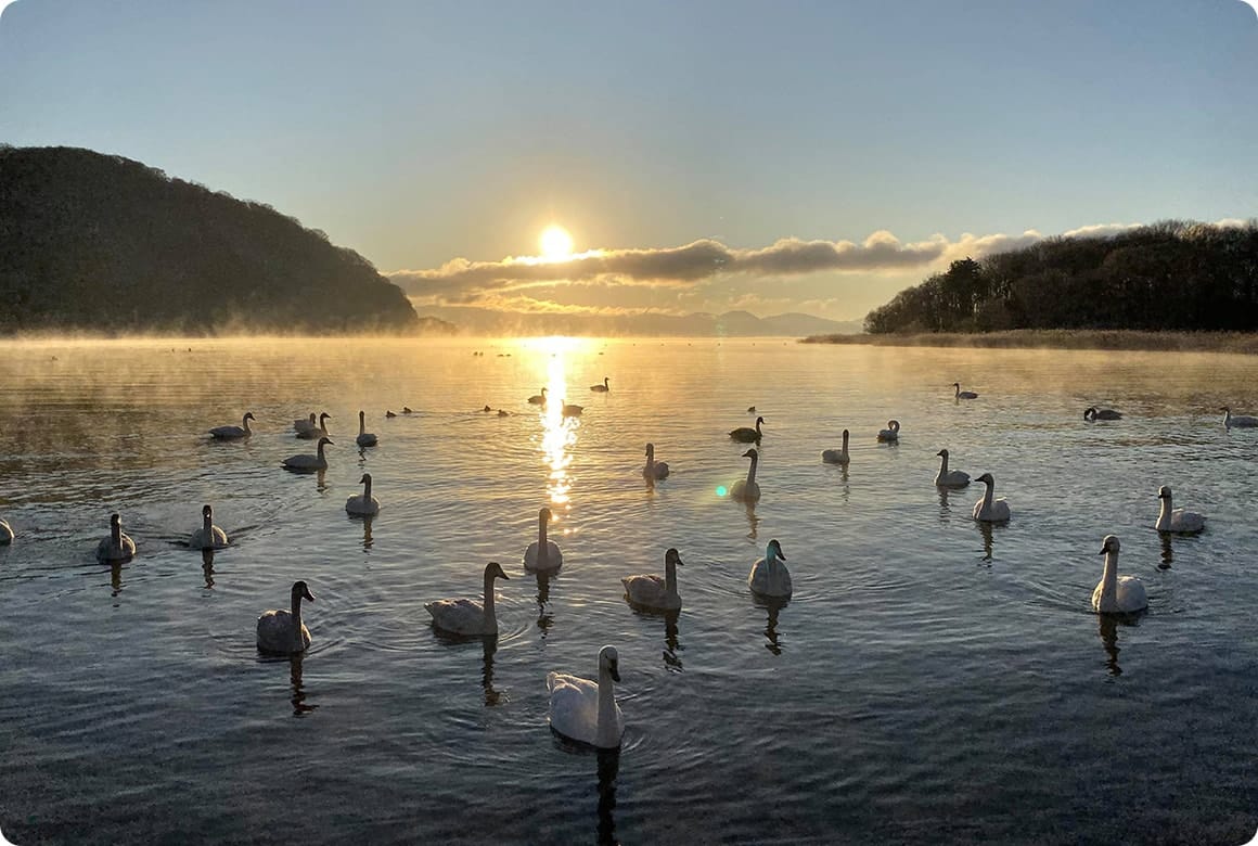 毎年冬になると訪れる白鳥。湖畔ギリギリまで来るので、間近で見ることができます