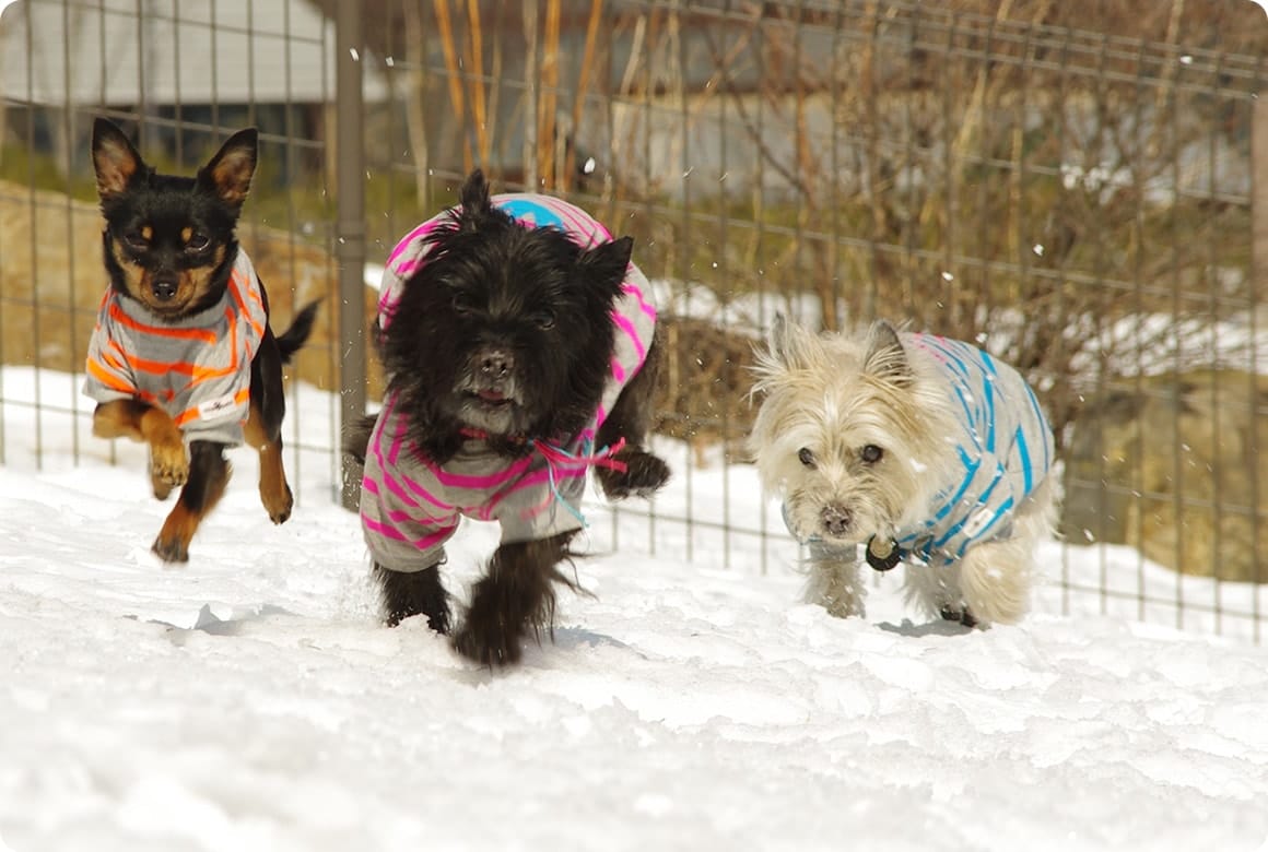 雪の中、ドックランで走り回るわんこ。愛犬と一緒に雪中キャンプが楽しめます