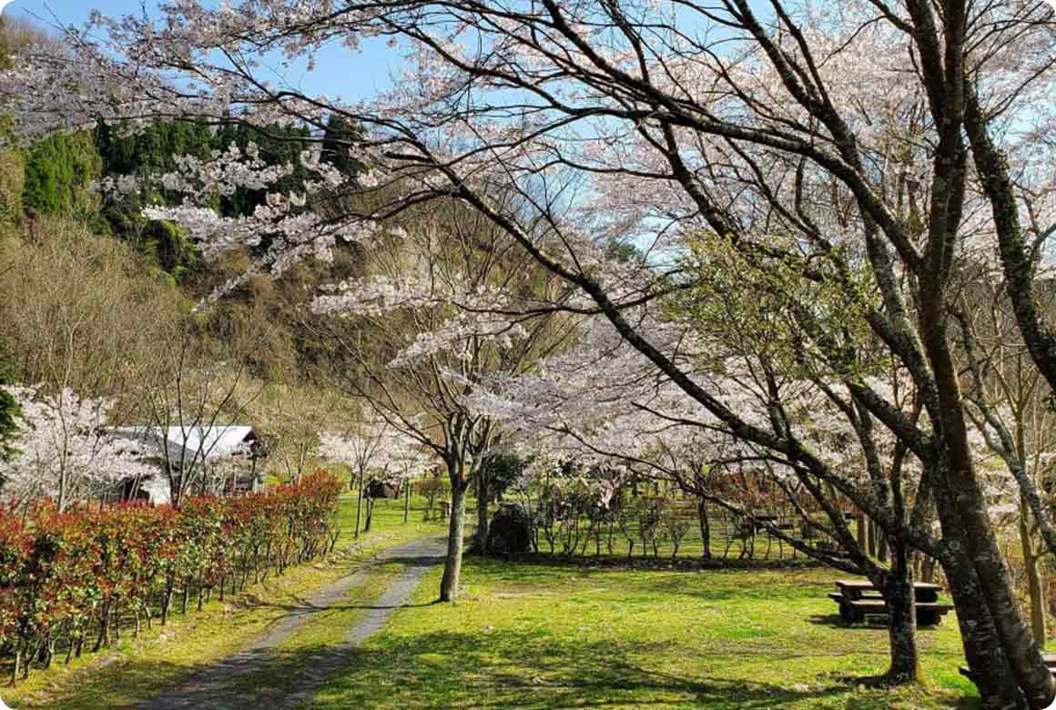 キャンプサイトで花見ができる春。咲き誇る桜を独占した気分に
