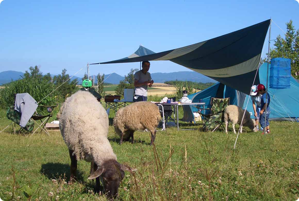 毎朝朝食を食べに放牧される羊たちはキャンプサイトまで現れます