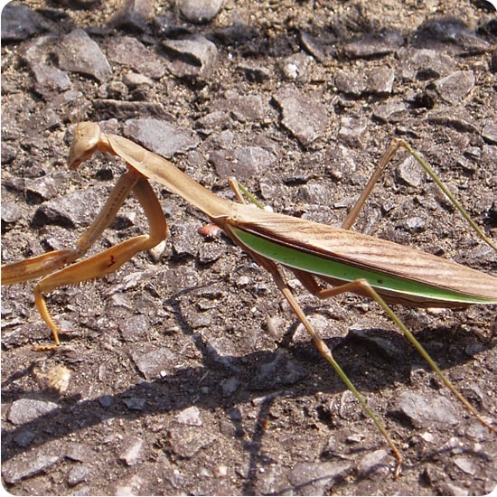 オオカマキリ