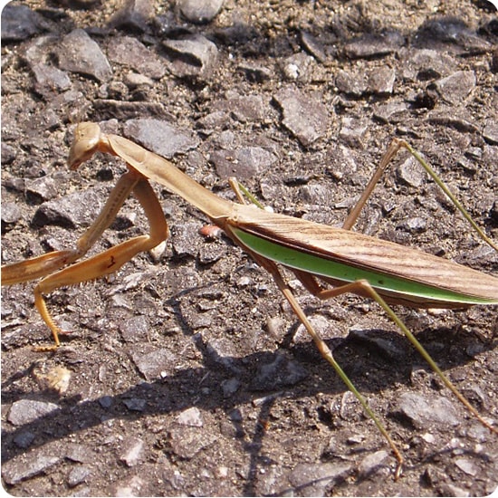 オオカマキリ