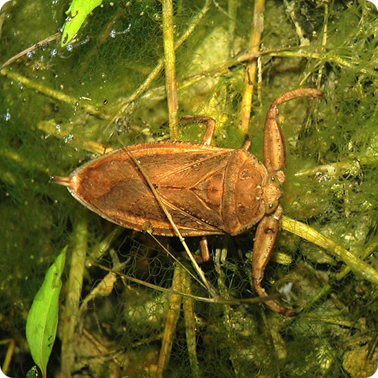 タガメ