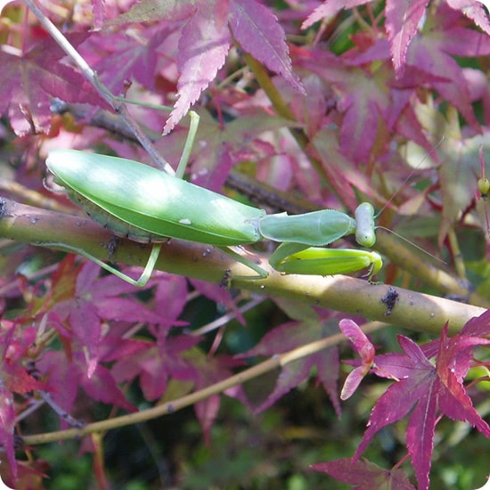 ハラビロカマキリ