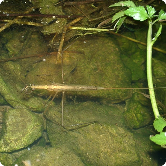 ミズカマキリ