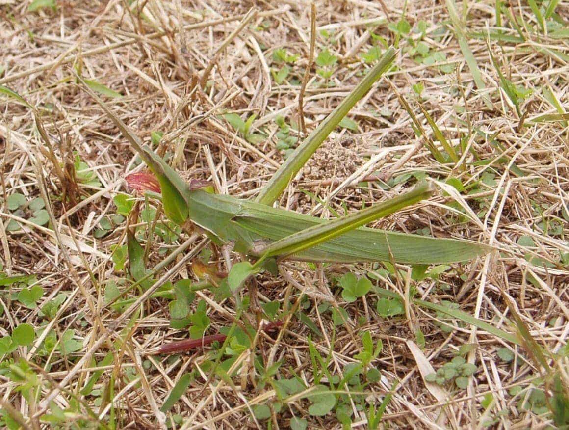 えさ バッタ ダンゴムシの餌は何？落ち葉・野菜・何でも食べる？飼い方と注意点！